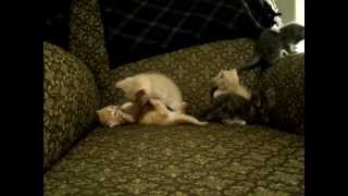 Little Kitten So Tired (Prelude)... The Tired One Speaks!! by jgwiz2008 5,885 views 11 years ago 2 minutes, 23 seconds
