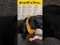 【ASMR おっとりティコちゃん10】鴨の首をバリボリ食べるおっとりティコちゃんの咀嚼音/Raw Feeding Dogs asmr #shorts