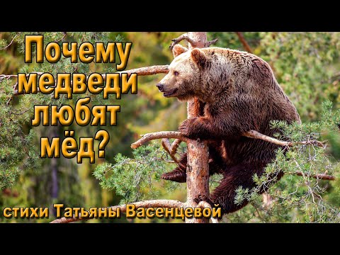 «Почему медведи любят мёд?» - описание и особенности в природе.