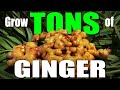 How to grow a TON of Ginger from store-bought Ginger Root!