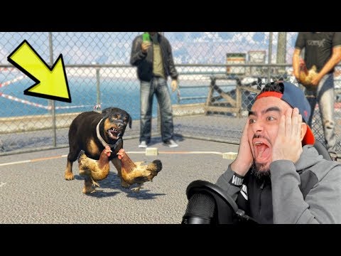 HOROZ DÖVÜS KAFESINE KÖPEK GIRERSE NE OLUR ? (GTA 5)