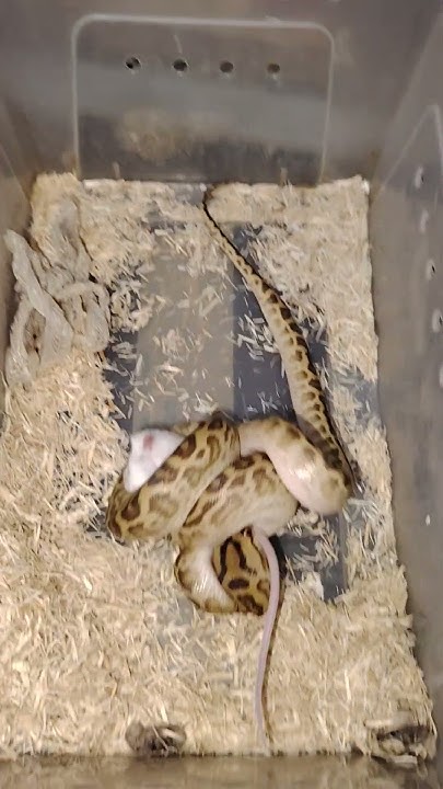 0.1 Hypo Bat Eater 2024( Burmese python x Reticulated python Hybrid 🧬 ...