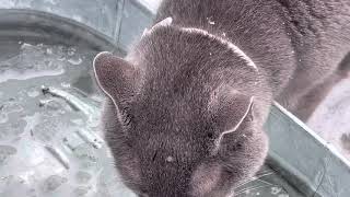 @zim_flash drinking water in the snow Russian blue cat