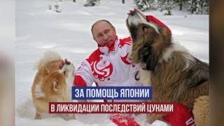 Япония подарит Путину еще одну собаку Япония подарит Путину еще одну собаку