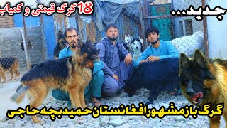 گرگ های قیمتی و کمیاب / گرگ باز مشهور افغانستان حمید بچه حاجی | Dangerous wolves of Hamid Bachi haji