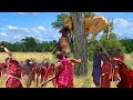 Too Reckless! Maasai Aborigines Use Spears To Attack Lion To Steal Food - Wild Animal Fight Back