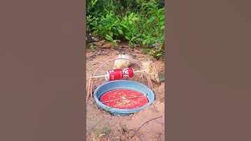 The First Unique Underground Bird Trap - #Shorts - Really Creative Bird Trap