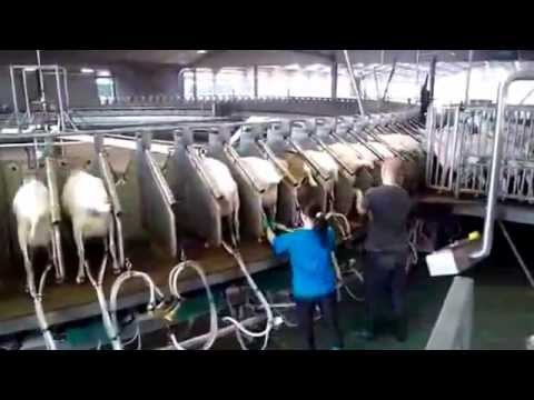 Proses Pemerahan susu Kambing Etawa