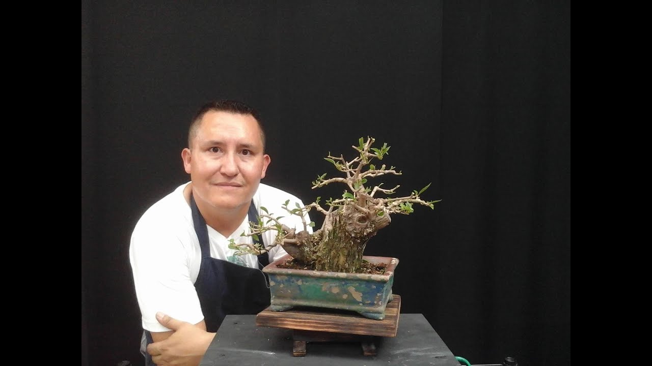 Generalidades DE la Bugambilia y algunos CONSEJOS