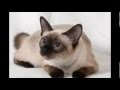 Vídeo para YOUTUBE SOBRE O GATO SIAMES