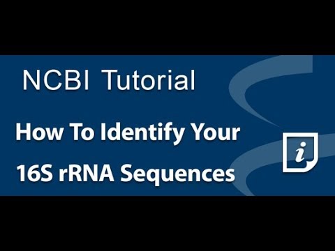 Видео: Ucgaugg РНХ-ийн хэлхээнд ямар нэмэлт дараалал байдаг вэ?