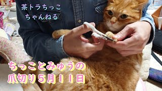 茶トラちっことキジ白みゅうの爪切りしたよ。猫　猫好きさんと繋がりたい　猫の爪切り　多頭飼い　保護猫出身　cat　cute　cutecat