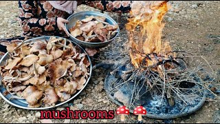 لقيت زردة تاع الفطر في الغابةI found a lot of mushrooms in the forest