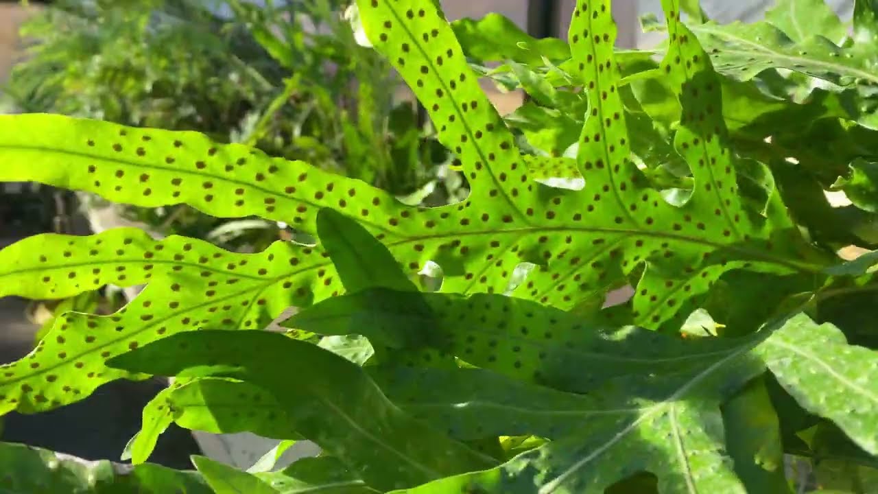 Orto Botanico di Firenze - Botanical Garden of Florence - Parte III