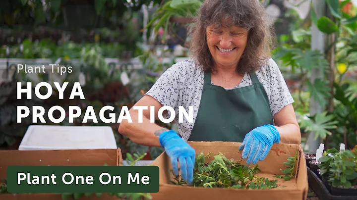 PROPAGATE HOYA With Steve's Leaves  Ep. 297