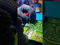 Backlight Flickering Fixed 🔥 | BenQ 7” IPS Panel Repair | Technician Tip