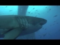 The Great White Shark of Guadalupe Island