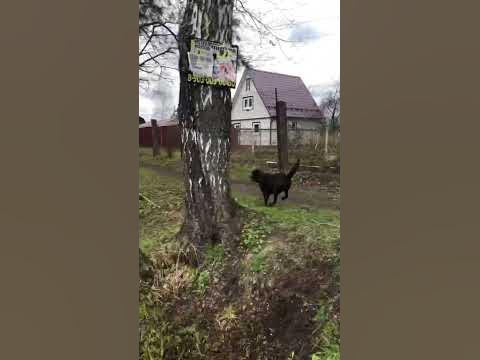 Дача - это место, где мне особенно хорошо🌳#лабрадормарк #labrador # ...
