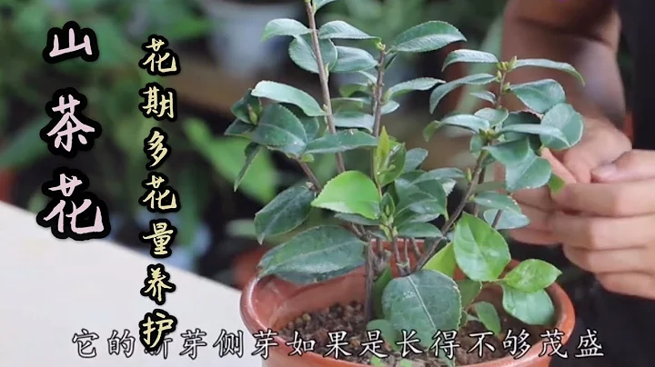 【天天小花農】想山茶花花期多花量？這樣養護，花期爆多新芽，開花時掛滿苞 - 天天要聞