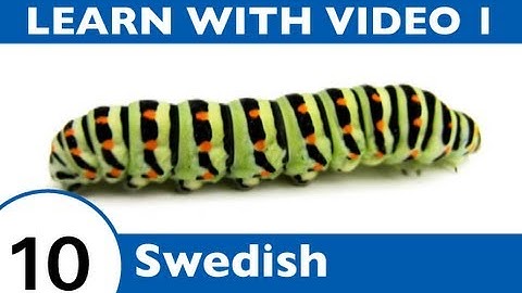 Learn Swedish with Video - Oh, What a Tangled Web We Weave, When We Teach Swedish Insect Vocabulary!