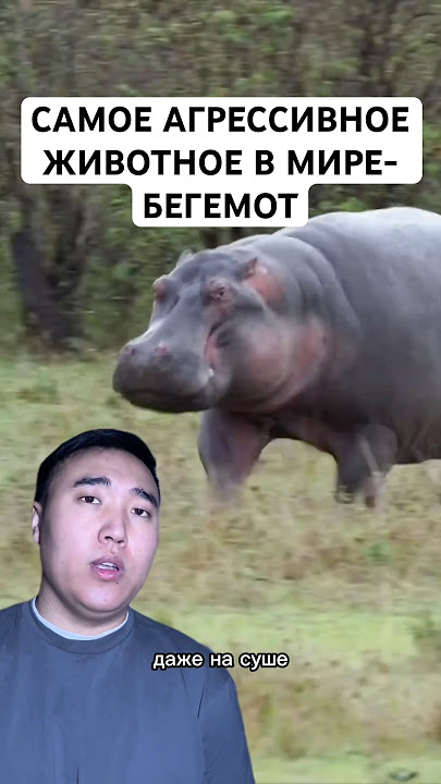 Если За Вами Гонится Бегемот, Вам Нужно Бежать