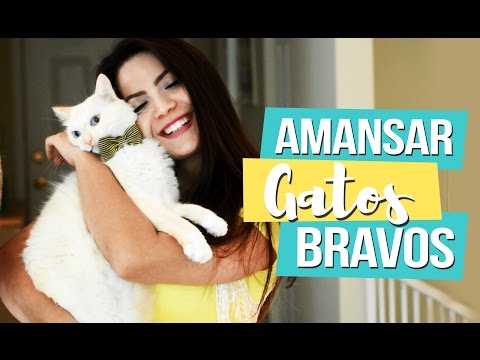 Vídeo: Como Domar Um Gato Selvagem