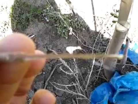 კარალიოკის კალმით მყნობა..:):):)