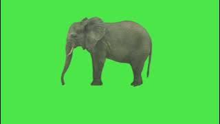 Elephant green screen 4k animation || Elephant viral video chroma key fx