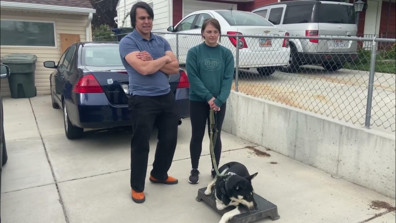 Dog Training Ogden Tip Top K9 Reviews YouTube