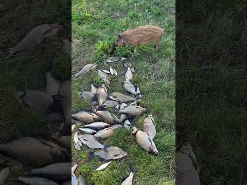 Ох и рыбалка 🔥А рыбак так вообще 😁 #hunting #животные #animals #собака #каба#зоопарк#лесной#прикол