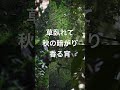ちあきなおみ「黄昏のビギン」
