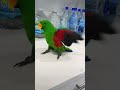 Eclectus Parrot Temper Parrot Eclectus Funny Eclectus Parrot Temper Parrot Eclectus Funny