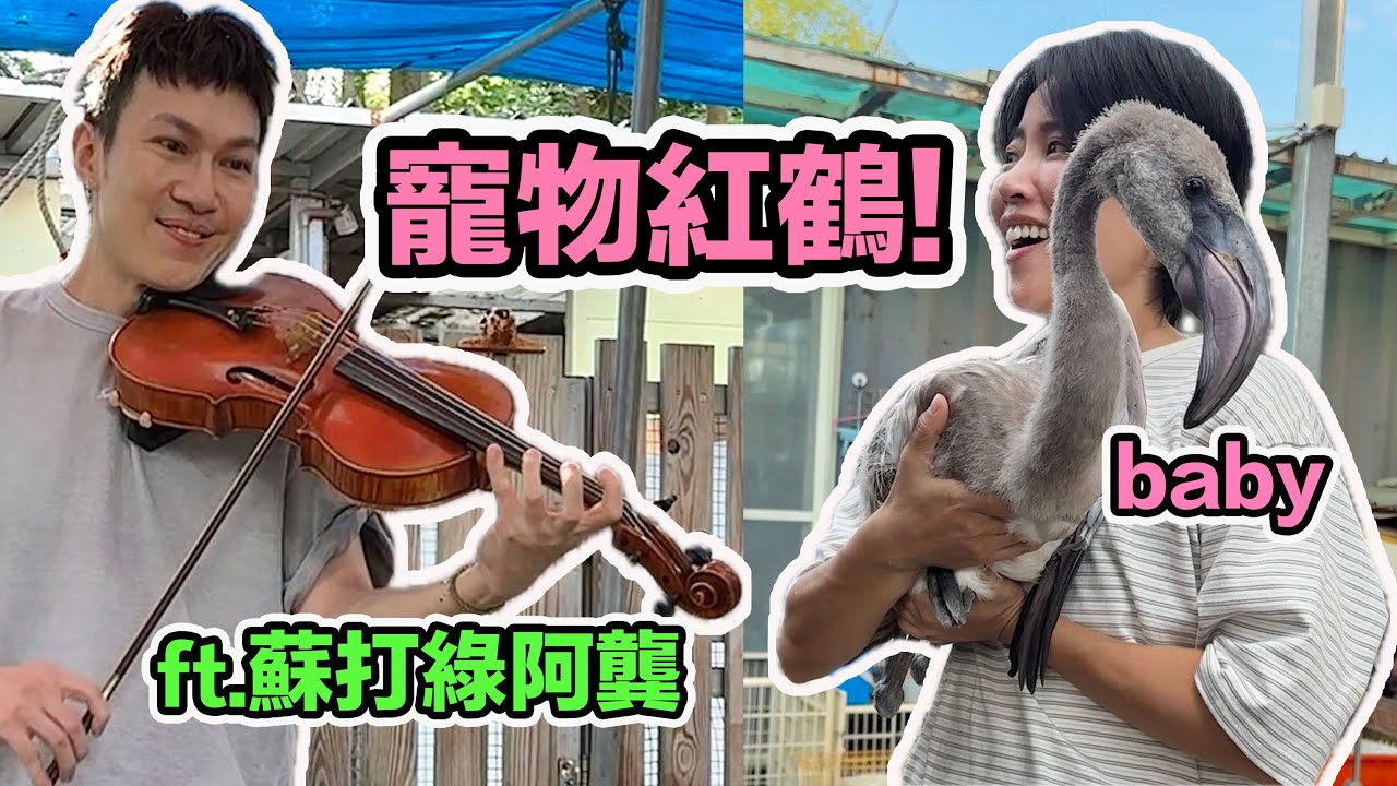 原來紅鶴很親人?長腿baby討抱抱太可愛!阿龔拉琴鳥兒超捧場~ 一起參加柯爾鴨聚! 縮圖