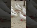 Highflyer pigeons