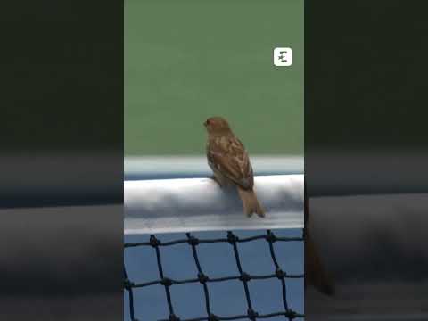 😅🦉😮 Daniil Medvedev a deux doigts de VRILLER après une décision LUNAIRE #usopen