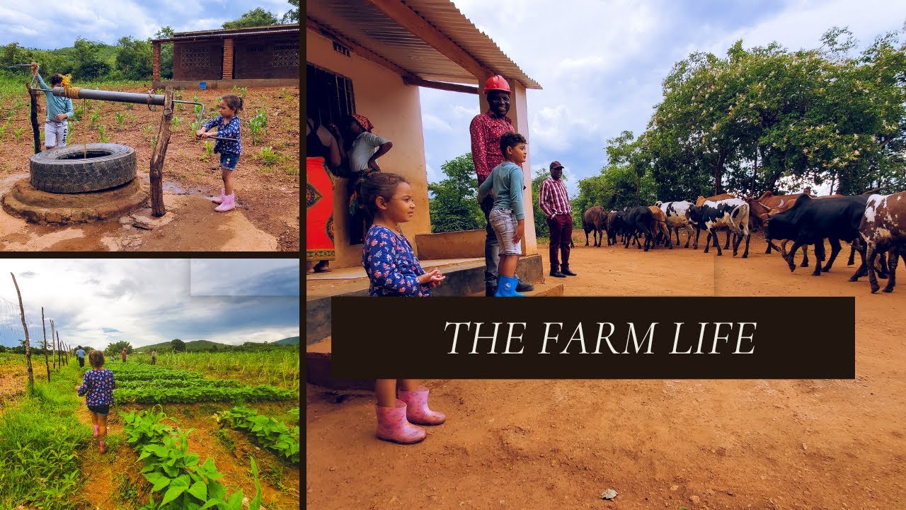 i-took-my-biracial-city-kids-to-a-rural-small-holding-farm-in-chipata