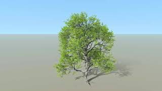sycamore in wind, Speedtree