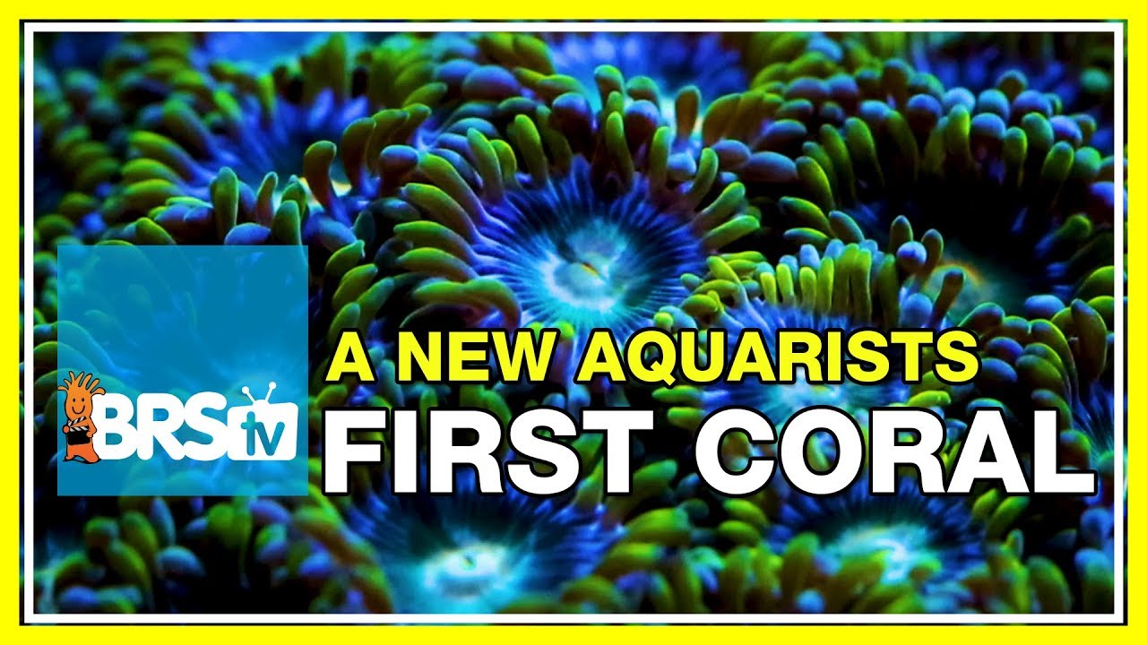 Why does BRS recommend this? The Apex controller is by far one of the most advanced dedicated aquarium controllers on the market today. The wide variety of controllability with the Apex controllers and their easy to use cloud interface makes it a perfect option for a fully automated reef tank.