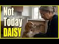 The Puppy Who Ended 2 Years of Silence