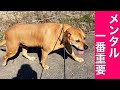 【極意】理想のドッグライフはトレーニング・訓練では無く飼い主のメンタル‼️