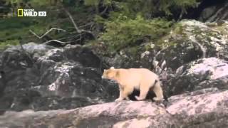 Nat Geo Wild The Great Bear Rainforest Nature Documentary