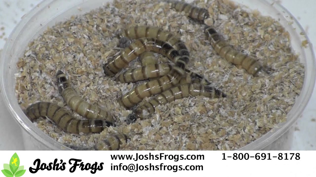 How to make your Feeder Insects last Longer - YouTube