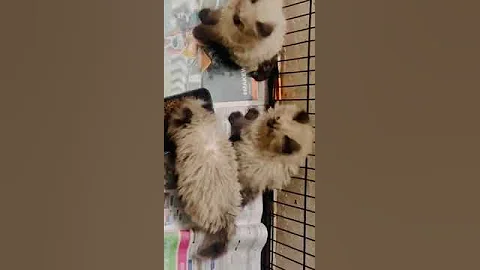 Watch the video about Himalayan kittens ❤️ #cats #persian #himalayancat #shorts Meow billi