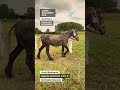 Boulonnais Neptune du Boncoin - Christophe Debruyne #shorts #Boulonnais #chevalBoulonnais #horse