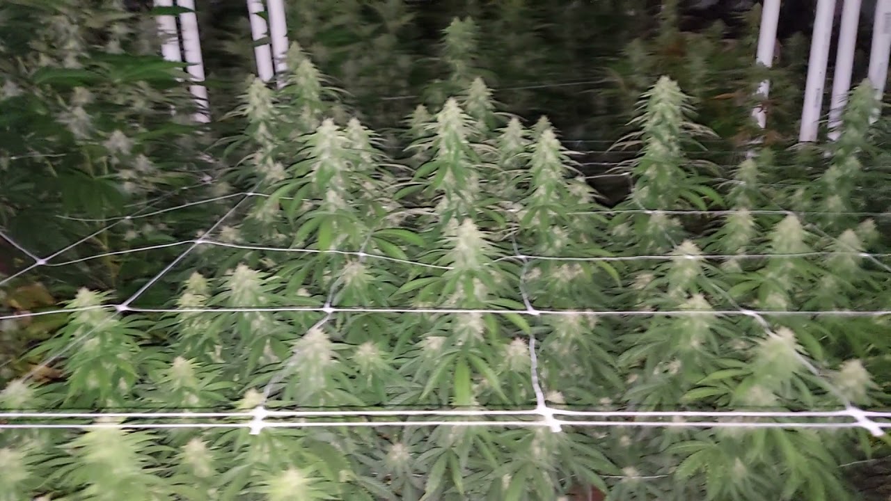 2nd Cycle Living Soil Indoor Garden Week 4 flower