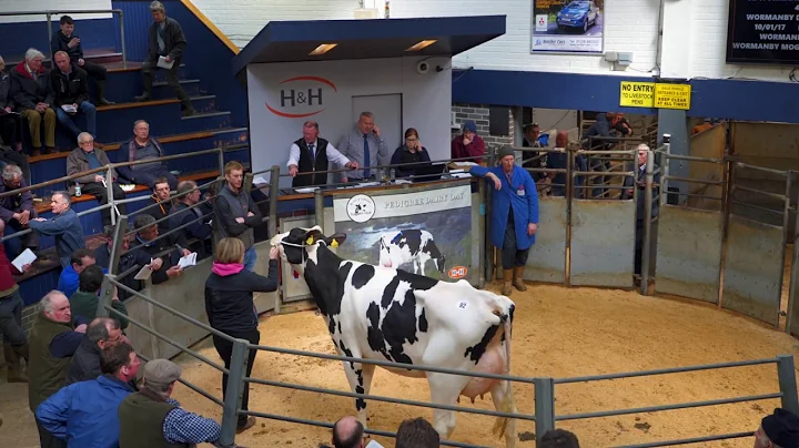 H&H Pedigree Dairy Day Sale.Holstein Champion Heifer & Reserve.4K