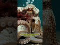 🐙 Los pulpos sueñan… y su piel lo revela 😳