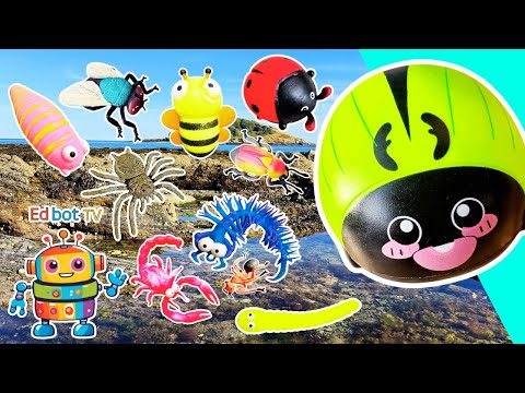 Learn by the Island | Bug Insect Names for Kids: Slug Beetle Bee Jewel Beetle Scorpion