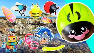Learn by the Island | Bug Insect Names for Kids: Slug Beetle Bee Jewel Beetle Scorpion