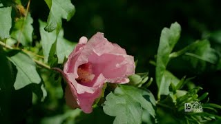 It's Gardening Season, Ask Paul Your Perplexing Plant Questions